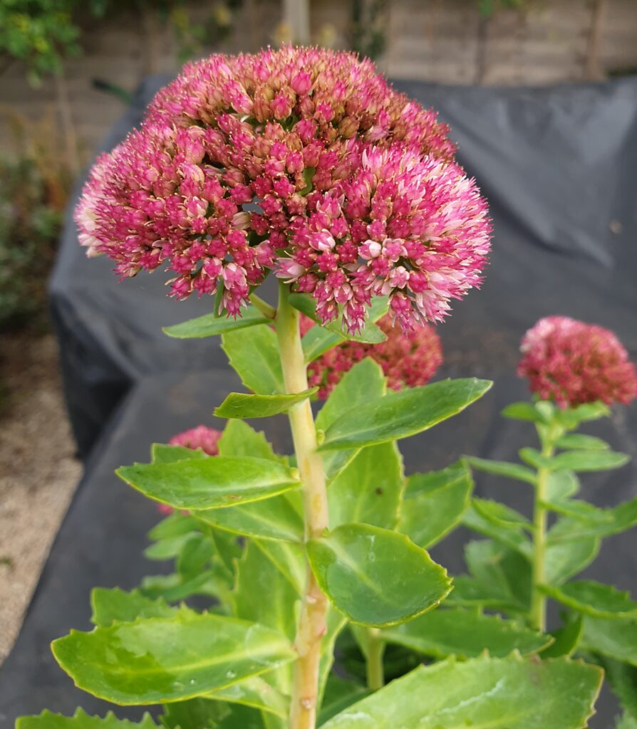 Close-up photograph of a flowering Hylotelephium (sedum) plant (commonly known as stonecrop) in a garden setting. At the centre of the image is a tall, pale green, fleshy stem topped with a large, dome-shaped cluster of densely packed, tiny star-like flowers. The blossoms are predominantly deep pink to magenta, with lighter pink and pale tips, creating a textured, almost cushion-like appearance. Surrounding the stem are thick, oval, succulent leaves in bright to medium green, arranged alternately up the stalk, with smooth surfaces and slightly serrated edges that catch the light. In the softly blurred background, additional sedum flower heads and green foliage are visible, along with a dark garden fabric or cover and hints of soil and greenery, suggesting an outdoor garden or landscaped area. The image highlights the plant’s late-summer to early-autumn bloom, its pollinator-friendly flower clusters, and its hardy, drought-tolerant characteristics, making it relevant to articles about perennial garden plants, sedum varieties, autumn flowers, or low-maintenance landscaping.